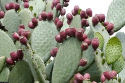 tangledwing:  Opuntia ficus-indica is a species of cactus that has long been a domesticated crop plant important in agricultural economies throughout arid and semiarid parts of the world. It is thought probably to have originated in Mexico.