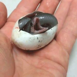 Tiny Kitten