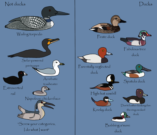 falseredstart: albertonykus: There are more waterbirds than just geese and mallards. tag urself im a