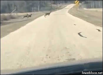 gifsboom:  Deers Gifs  omg too cute! &lt;3