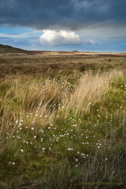 mydododied:Cotton-grass