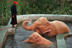 awwww-cute:  White elephants enjoying a bath