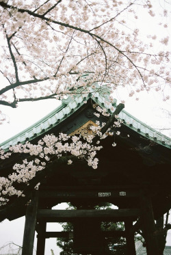 floralls:    sakura at yutenji temple by   hiki   