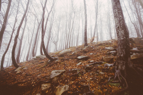 elenamorelli: { orange leaves and delicate mist }-an autumnal walk-