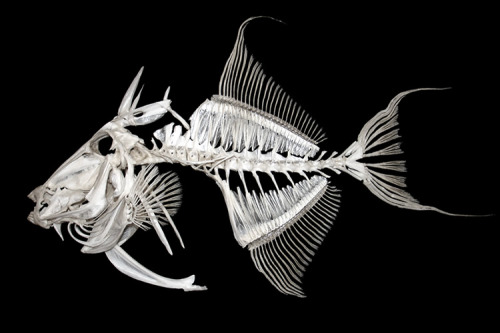 homoskeletal:  Fish skeletons