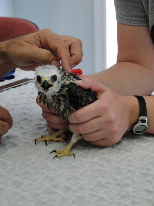 crc-rehab-blog:Mississippi kite nestling from Augusta, GA.  Most likely the victim of a kidnapping. 