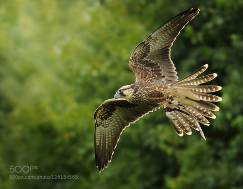 turtle-tides: zenontheseas: Pregrin Falcon by RonaldCoulter jungle/tropical blog here ❁❁ Calm an