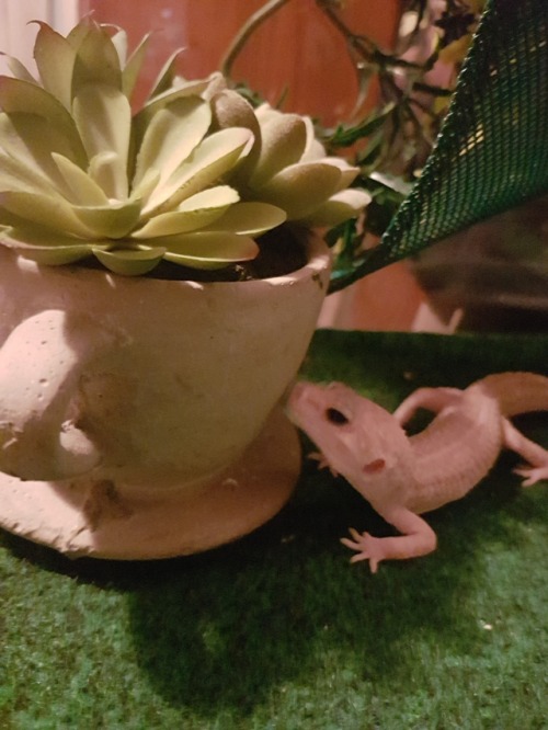 I put a fake plant in Payas tank for her to have something new to explore and she loves it. She&