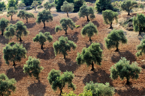 polychelles:  Jordanian olive grove by Mohammed Asfour, 2012 