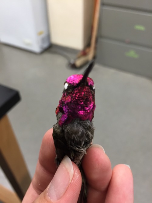 hyacynthus:I prepped a male Anna’s Hummingbird (Calypte anna) earlier this week. Check out those bea
