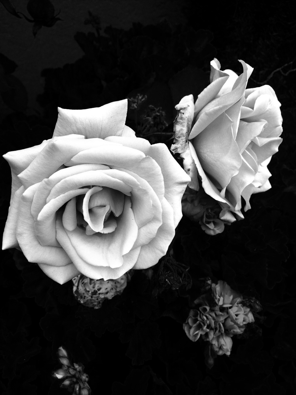 whiskeeymouth:  Silver tip roses in black and white 