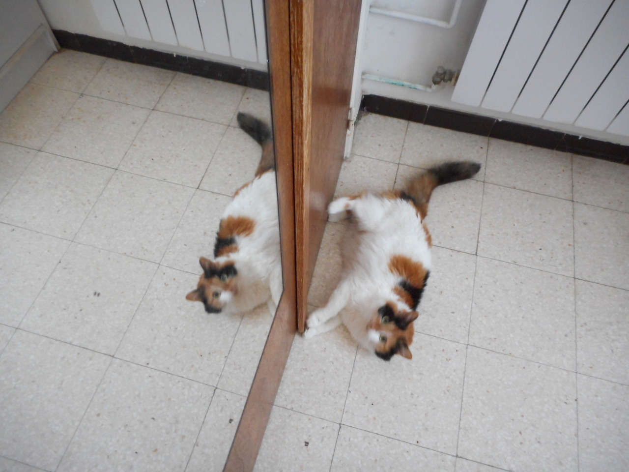 leinaisdreaming: DOUBLE CAT TIME featuring Miranda, the fluffball. I forgot to turn