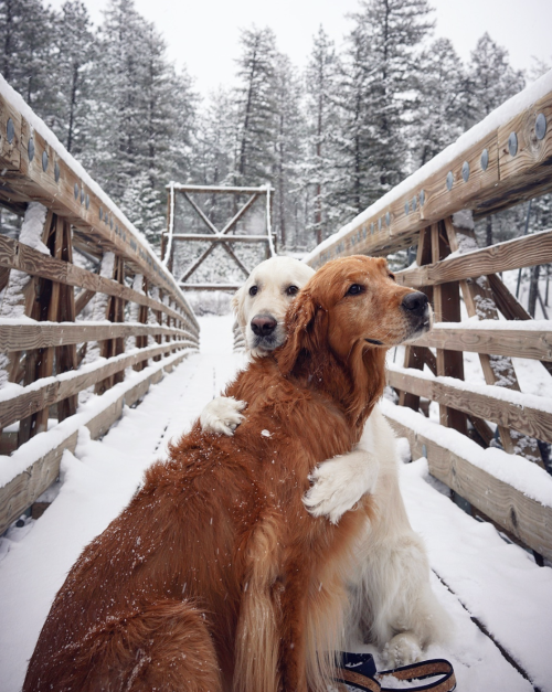 protect-and-love-cats: couple goals