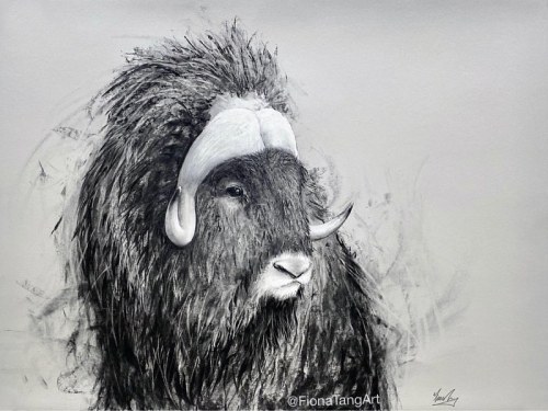 Musk Ox (22” x 30”), charcoal on paper, commissioned work-------#drawing #fineart #charcoal #caranda