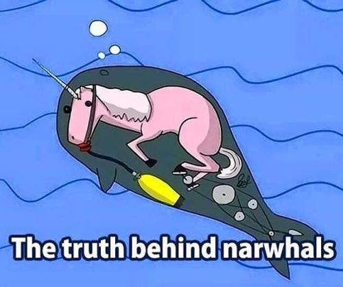 Only you can spread the truth about narwhals.#narwhal #narwhals #unicorn #unicorns #disguise #disgui