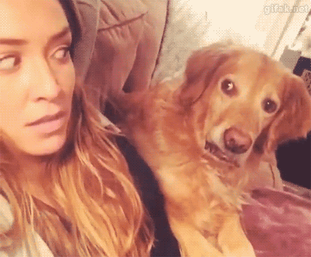 onlylolgifs:  Someone broke that dog