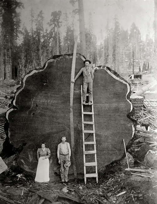 California   |   1892 Loggers pose with the Mark Twain redwood.