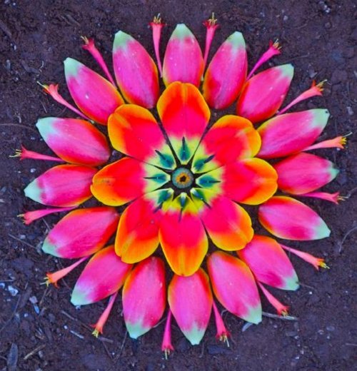 gaksdesigns:  Flower Mandalas by Arizona-based artist Kathy Klein. More here