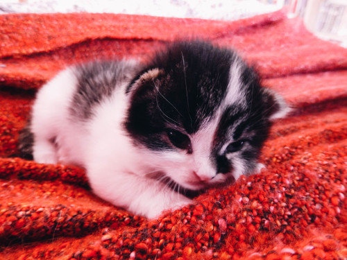 Baby Kittens16 April 2016