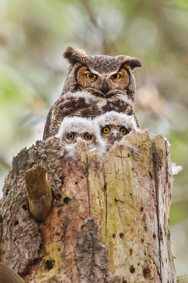 Young great horned owl