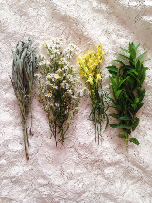 floralwaterwitch:~ fresh herbs and wildflowers I gathered a few days ago ⛅️ most likely my last litt