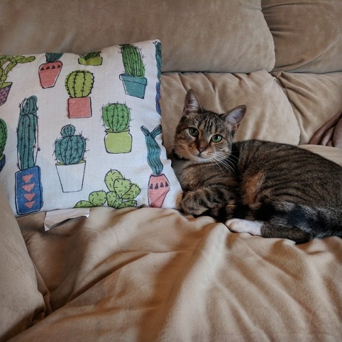 snoots-and-wiskers:A green eyed girl who matches the decor pretty well