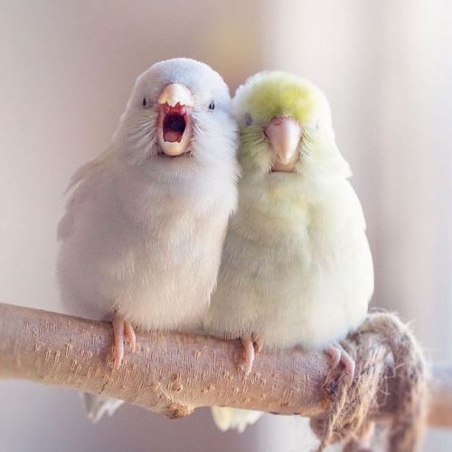 boredpanda:‘‘I Document A Storybook Love Between My Pastel Parrotlets, And The Result Wi