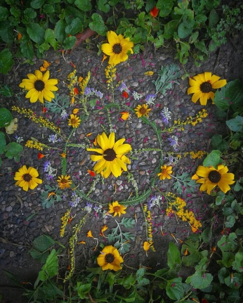 sailleengladelling:#mandala #flowerpower #summerflowers #circle #relaxation #yellowflowers #nature #