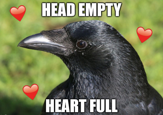 generalgrievousdatingsim:  generalgrievousdatingsim: generalgrievousdatingsim: while i don’t mean to disregard anyone’s legitimate fears or phobias i genuinely don’t understand how anyone could think that crows are somehow “unlucky” or “omens