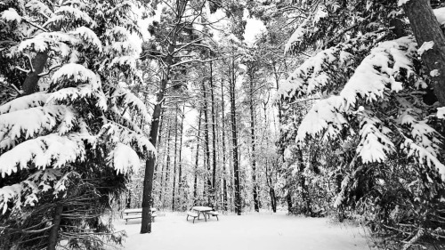 Winter wonderland… Christmas Day brought a blanket of fresh snow to Southern Ontario Weekend 