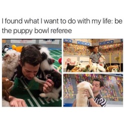 Best Dog Memes(Or Anything Else That Has