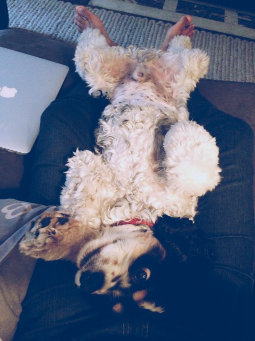 woodythedog:Optimal scratch my belly position.