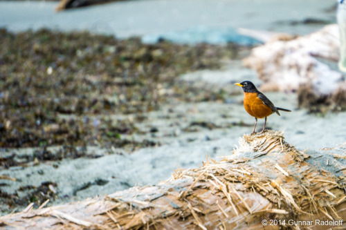 8.7.2014 - day 6 on the West Coast Trail - the last morning on the trail.#BC #Canada #VancouverIslan