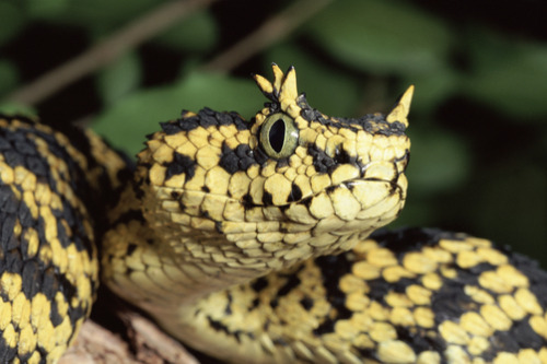 exotic-venom:(Atheris ceratophora) Usambara bush viper, eyelash bush viper 