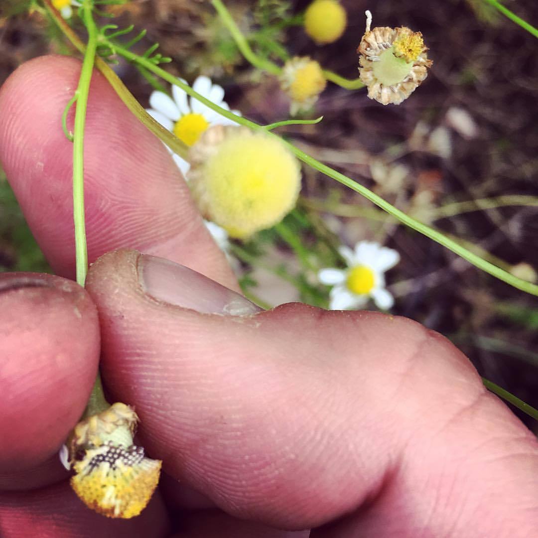 My first year harvesting Chamomile seed. See the brown nicely arranged seeds? Any tips are welcome! #matricariachamomilla #chamomile #chamomileseeds #roughwoodseedcollection