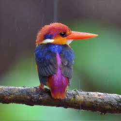 awwww-cute:  So many colors on such a tiny bird (Source: http://ift.tt/2zkfxBW)