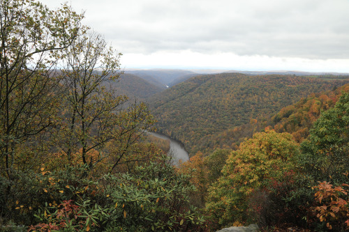 The foliage is now reaching peak color in the Cheat River Canyon.Field notes: 1.  Yellow is the pred