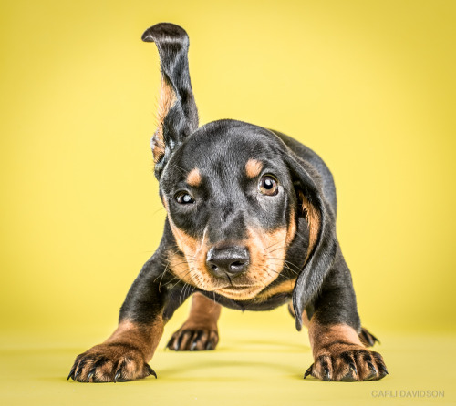 bryankonietzko:  itscolossal:  Wacky High-Speed Portraits of Puppies Caught Mid-Shake by Carli Davidson  My friend Carli Davidson’s new book “SHAKE PUPPIES” is out now! 