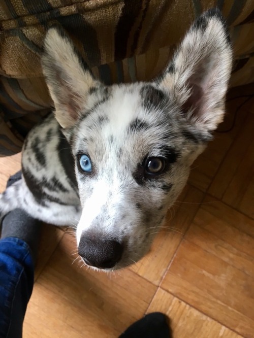 God She's Just So Pretty? Side Note: Dogblr, Can You Guys Give Me Some Puppy Training Tips? Specifically