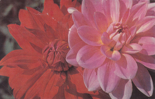 sovietpostcards:Dahlias. Postcard by I. Kropivnitsky (Latvia, 1970s)