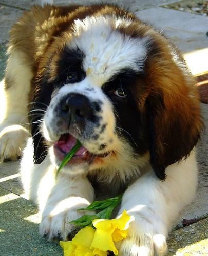 thecutestofthecute:  Saint Bernard Appreciation Post