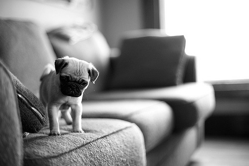 Porn photo brundavid:  Puppy Pug 