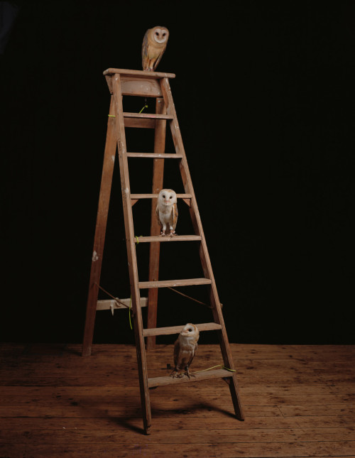 contemporary-art-blog:Sam Taylor Johnson, Studio Owls, 2011