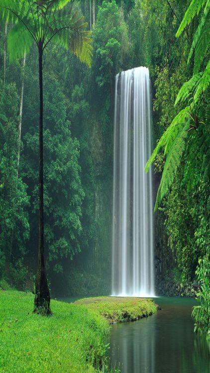 travelgurus:        Millaa Millaa Falls    in the Far North region of Queensland, Australia               Travel Gurus - Follow for more Nature Photographies!   