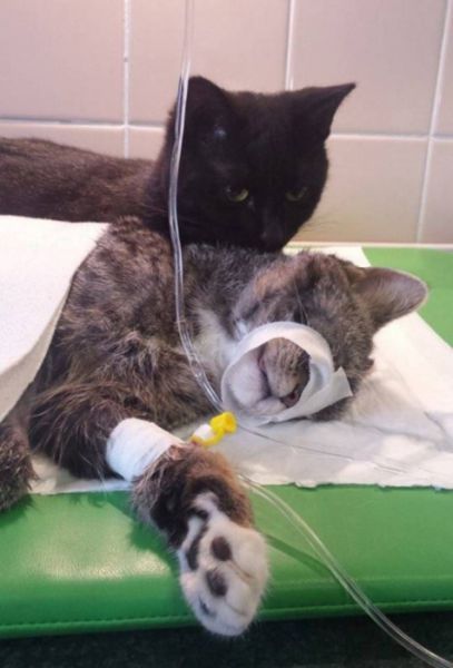 henryslinkman:  catsbeaversandducks:  The Incredible Nursing Cat Rademenesa was diagnosed with an inflamed respiratory tract when he was 2 months old. He survived the ordeal and now lives at the animal shelter and keeps other sick animals company and
