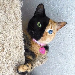 cuteanimalspics:  Amazing chimera cat (Source: