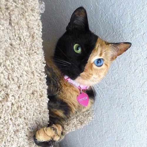 Sex cuteanimalspics:  Amazing chimera cat (Source: pictures