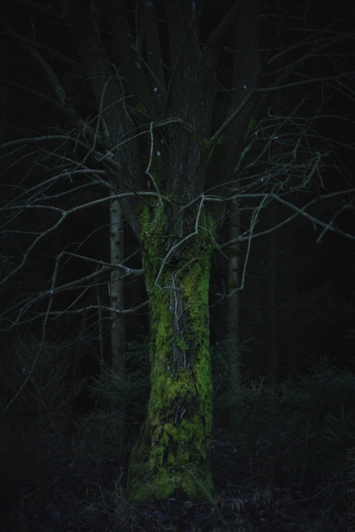 rudolfvlcek:Tree