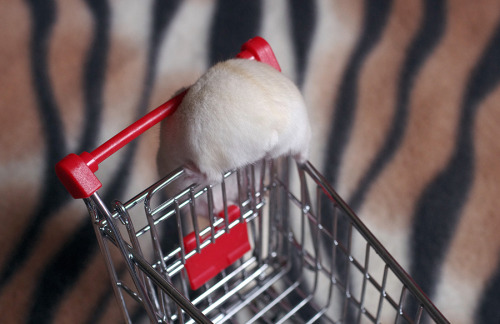 kittendrumstick:Despite all my rage, I am still just a hamster in a shopping cart.