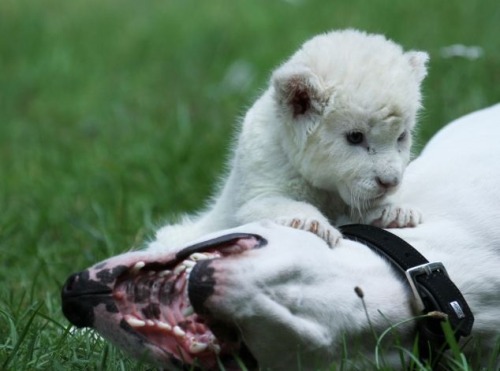  A dog has become stepfather to a rare white adult photos